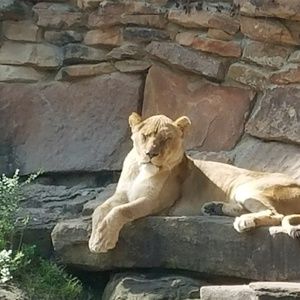 Meet your Posher, Cora